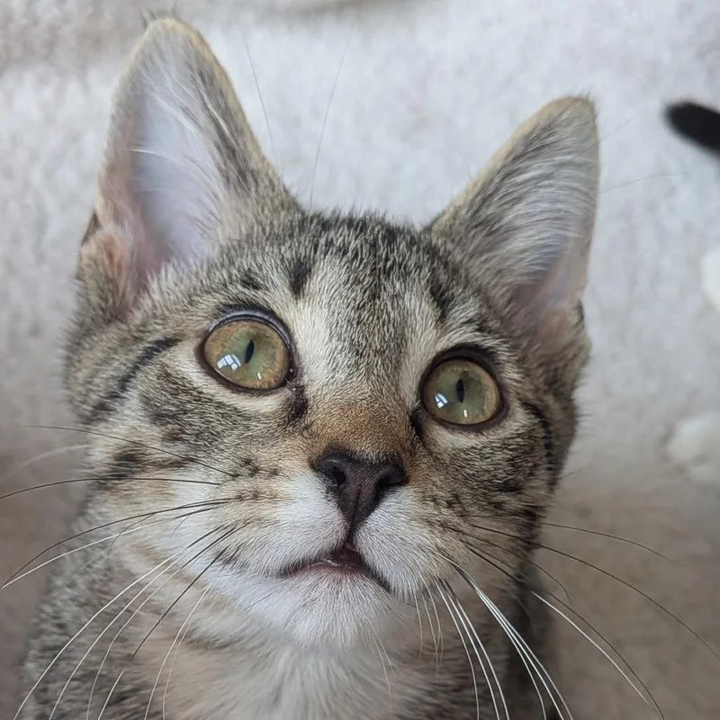 A baby small-sized female Brown / Chocolate Domestic Short Hair cat named Zoe for adoption in Medina, OH