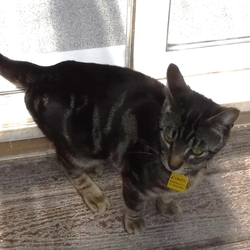An adult medium-sized male Tabby (Brown / Chocolate) Tabby cat named Komoto Handsome And for adoption in Hoquiam, WA