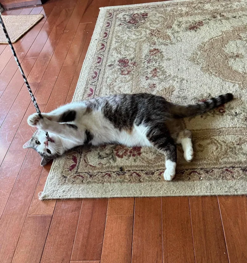 An adult medium-sized male Domestic Short Hair cat named Lenny for adoption in Rochester , NY