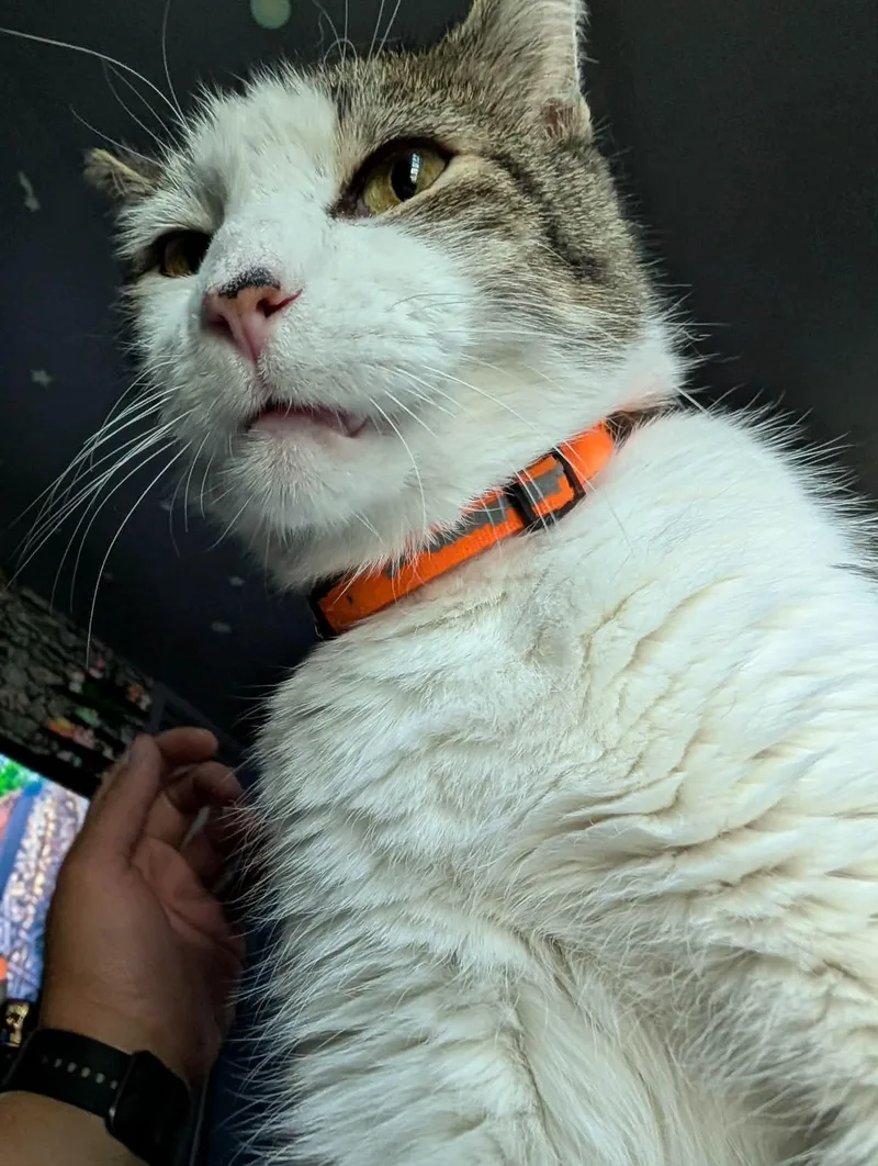Lenny thumbnail 3