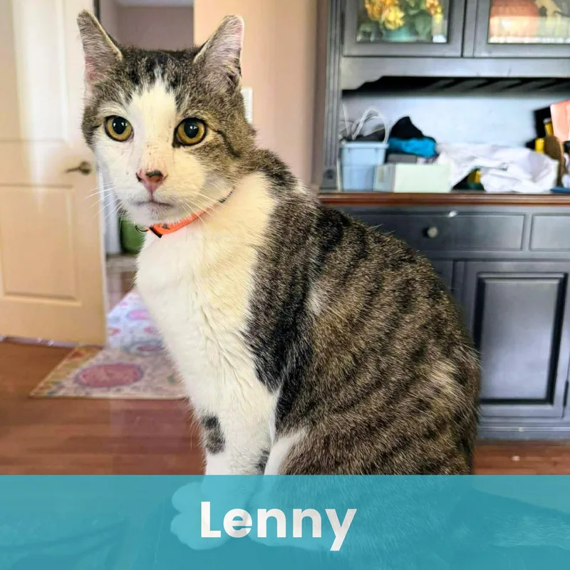 Lenny thumbnail 4