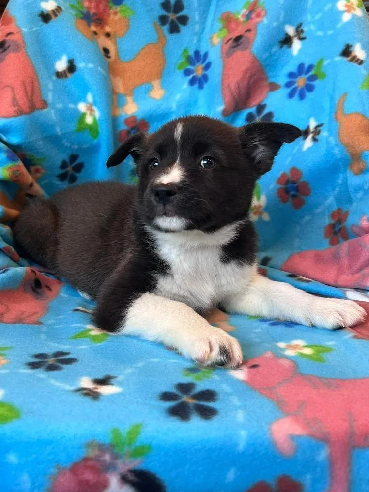 A baby medium-sized female Tricolor (Brown, Black, & White) Husky dog named Smitten for adoption in Willingboro, NJ