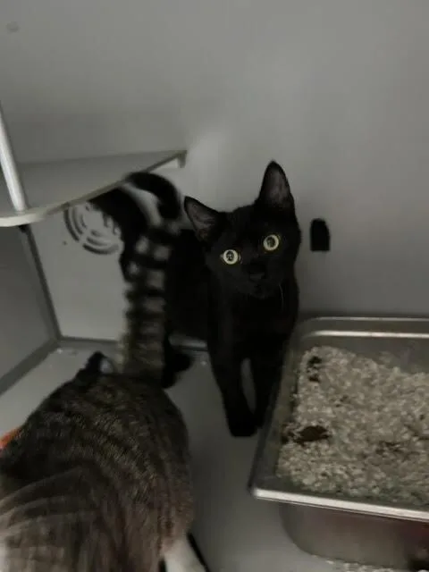 A baby small-sized male Black Domestic Short Hair cat named Steele for adoption in Anoka, MN