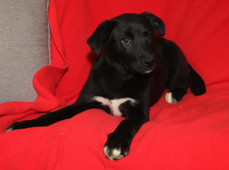 Devon Rex thumbnail 2