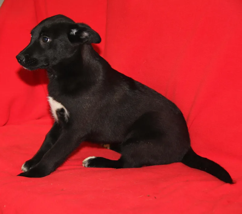 Devon Rex thumbnail 3