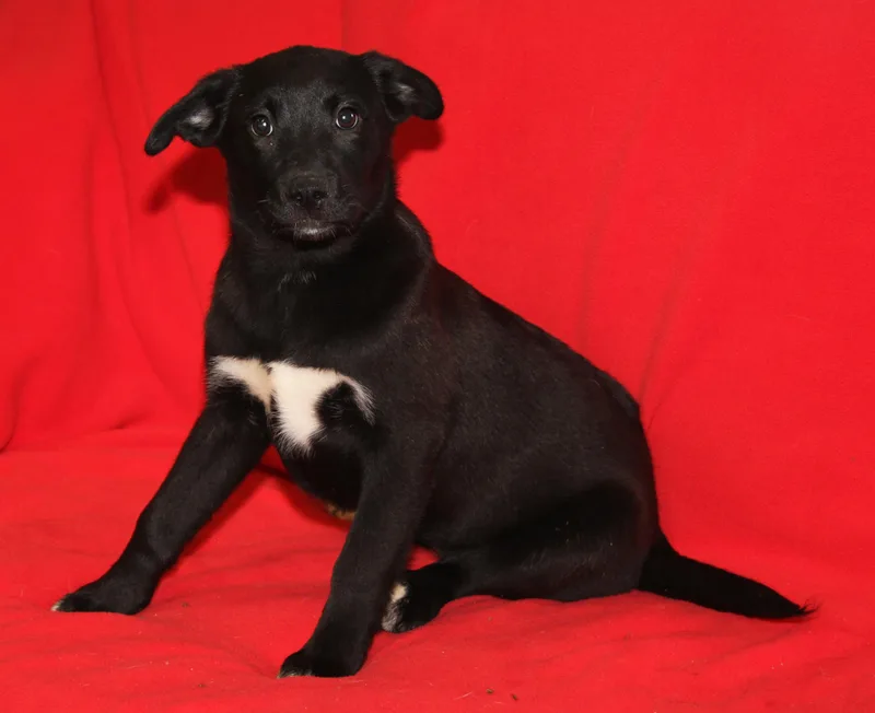 Devon Rex thumbnail 4