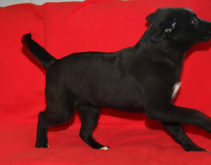 Devon Rex thumbnail 5