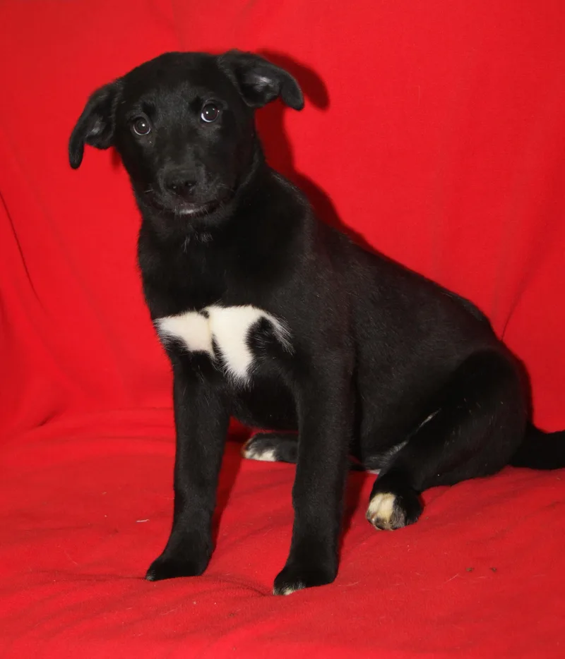 Devon Rex thumbnail 6