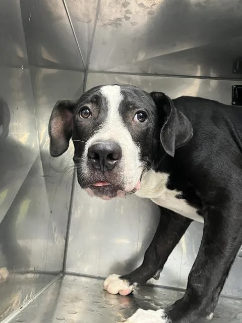 A young medium-sized male Mixed Breed dog named William for adoption in Dallas, TX
