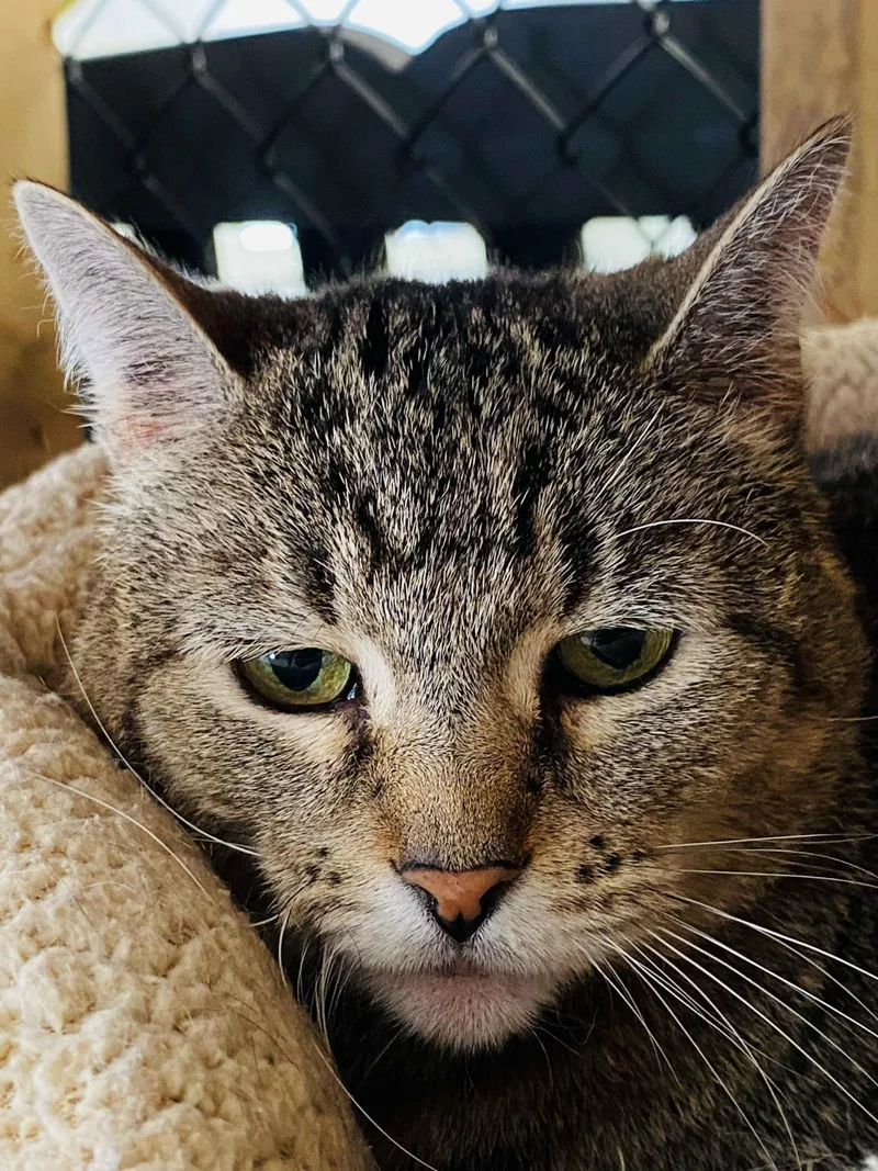 An adult medium-sized female Domestic Short Hair cat named Georgina for adoption in Beacon, NY