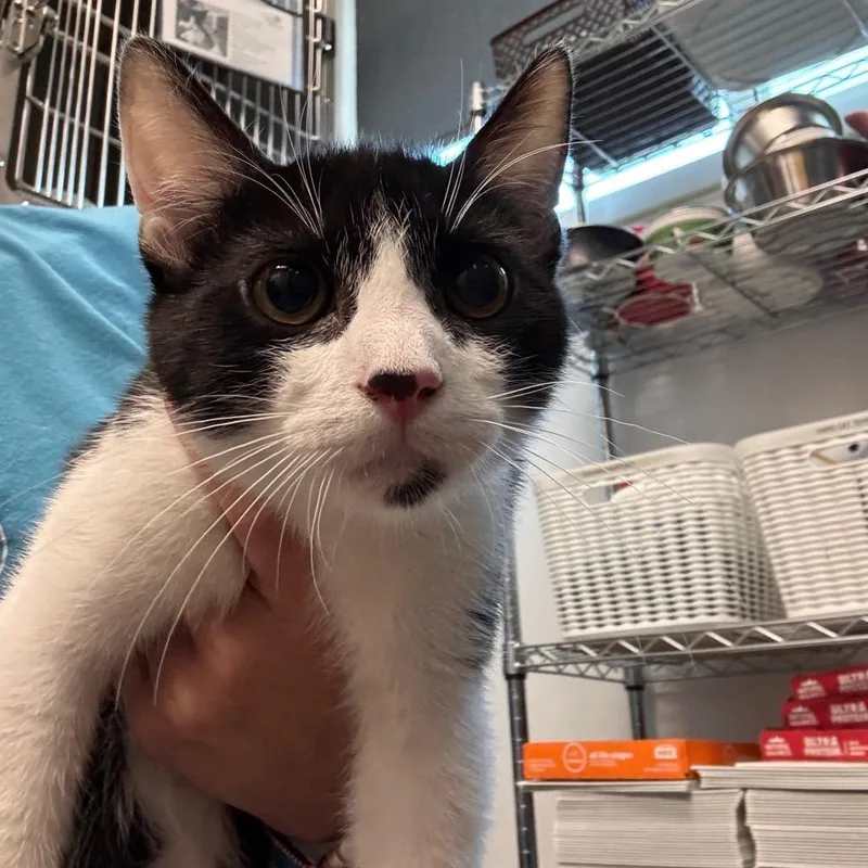 A baby medium-sized male Domestic Short Hair cat named Jake for adoption in Tampa, FL