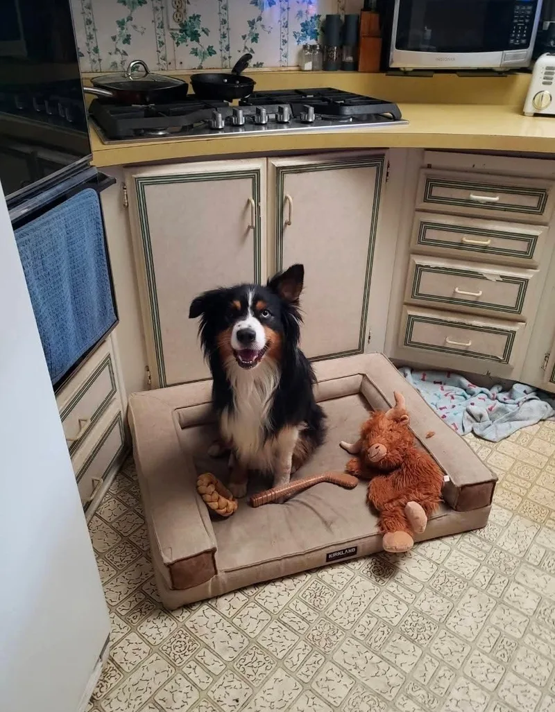 A young medium-sized male Australian Shepherd dog named Rupert for adoption in Lake Forest, CA
