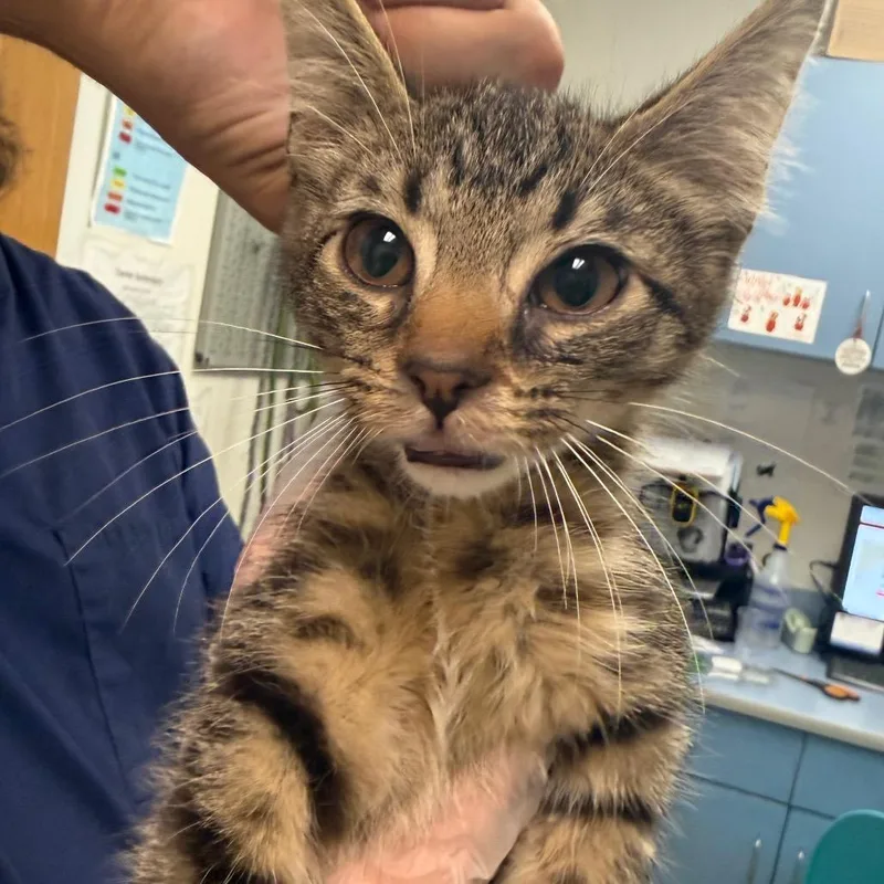 A baby small-sized female Gray / Blue / Silver Domestic Medium Hair cat named Buffalo Chicken Snack Wrap for adoption in Charleston, WV
