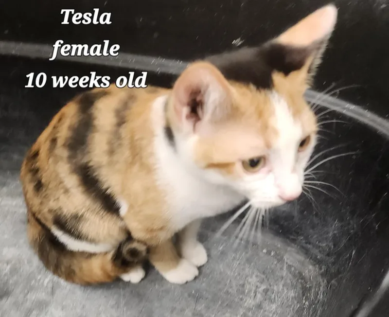 Tesla