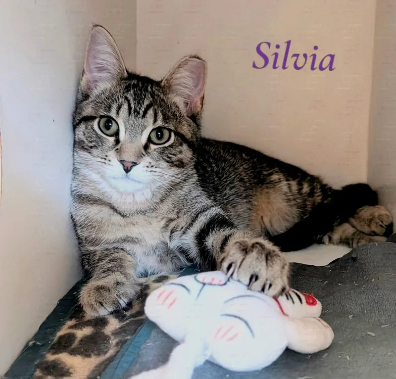 A baby medium-sized female Domestic Short Hair cat named Silvia for adoption in Kent, WA