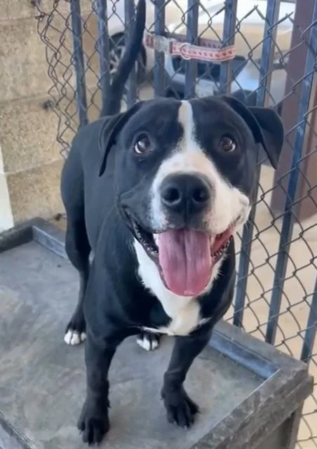 A young medium-sized male Pit Bull Terrier dog named Princeton for adoption in Riverside, CA