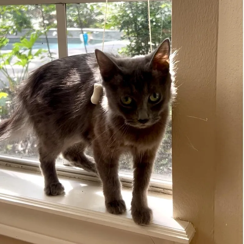 A young medium-sized female Gray / Blue / Silver Domestic Short Hair cat named Luna for adoption in Houston, TX