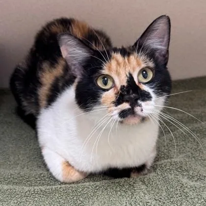 A young medium-sized female Calico American Shorthair cat named Splotch for adoption in Hackensack, MN