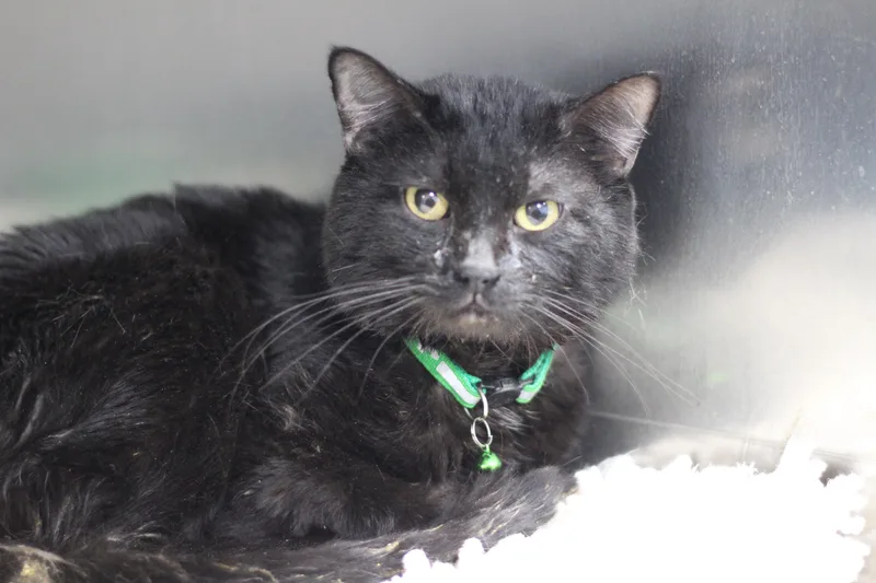 An adult medium-sized male Black Domestic Short Hair cat named Pickle for adoption in Ottumwa, IA
