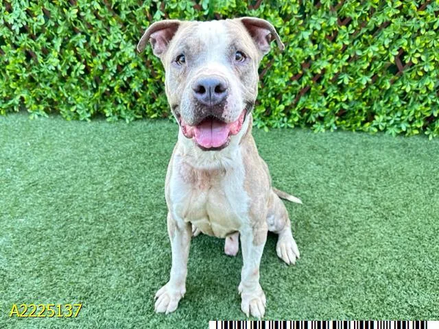An adult medium-sized male Mixed Breed dog named Echo for adoption in West Palm Beach, FL