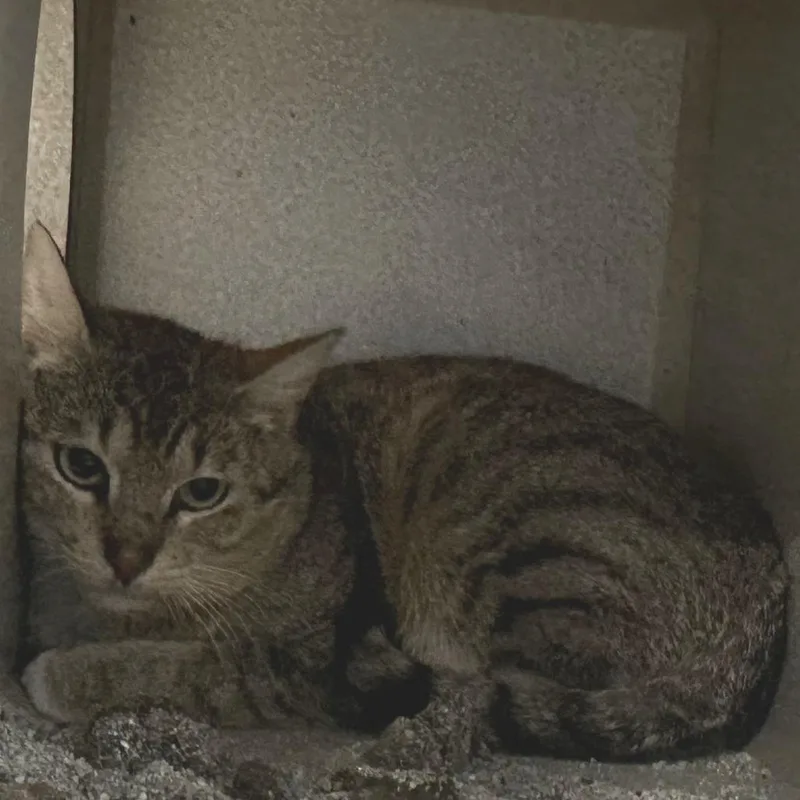 A young medium-sized male Brown / Chocolate Domestic Short Hair cat named Dilbert for adoption in Austin, TX