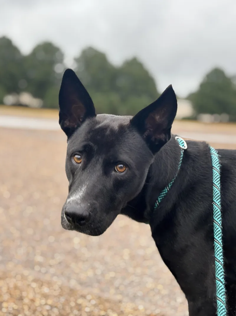 A young medium-sized female Mixed Breed dog named Nikki for adoption in Collierville, TN