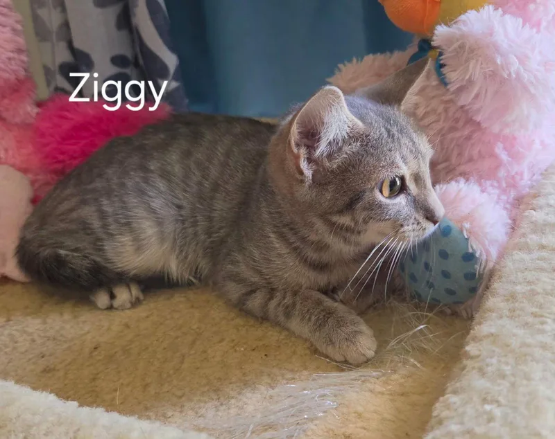 A baby medium-sized female Gray & White Domestic Short Hair cat named Ziggy for adoption in Oviedo, FL