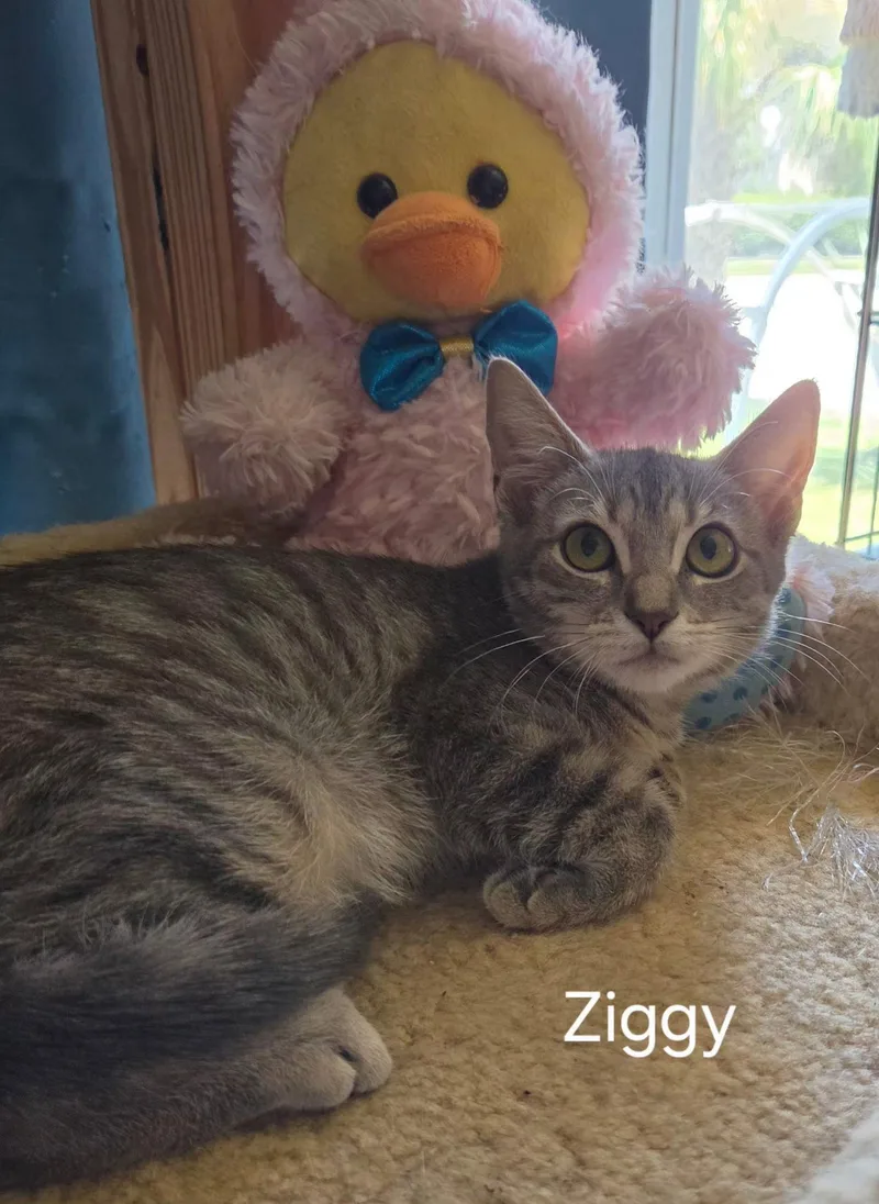 Ziggy thumbnail 2