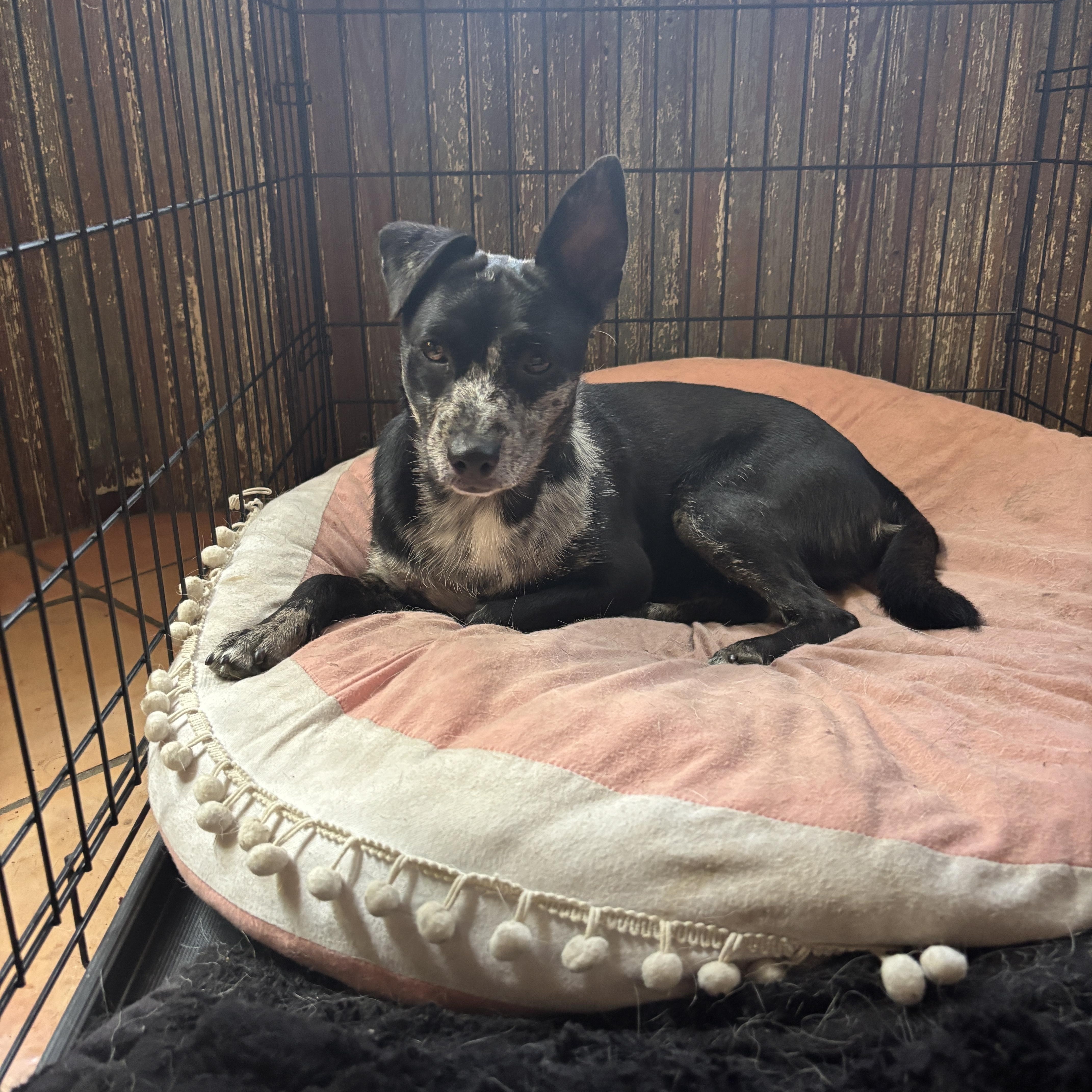 A young small-sized male Australian Cattle Dog / Blue Heeler dog named Judo for adoption in Pflugerville, TX
