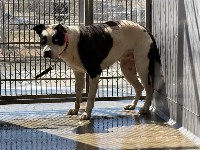 An adult large-sized female Pit Bull Terrier dog named Hope for adoption in Camarillo, CA