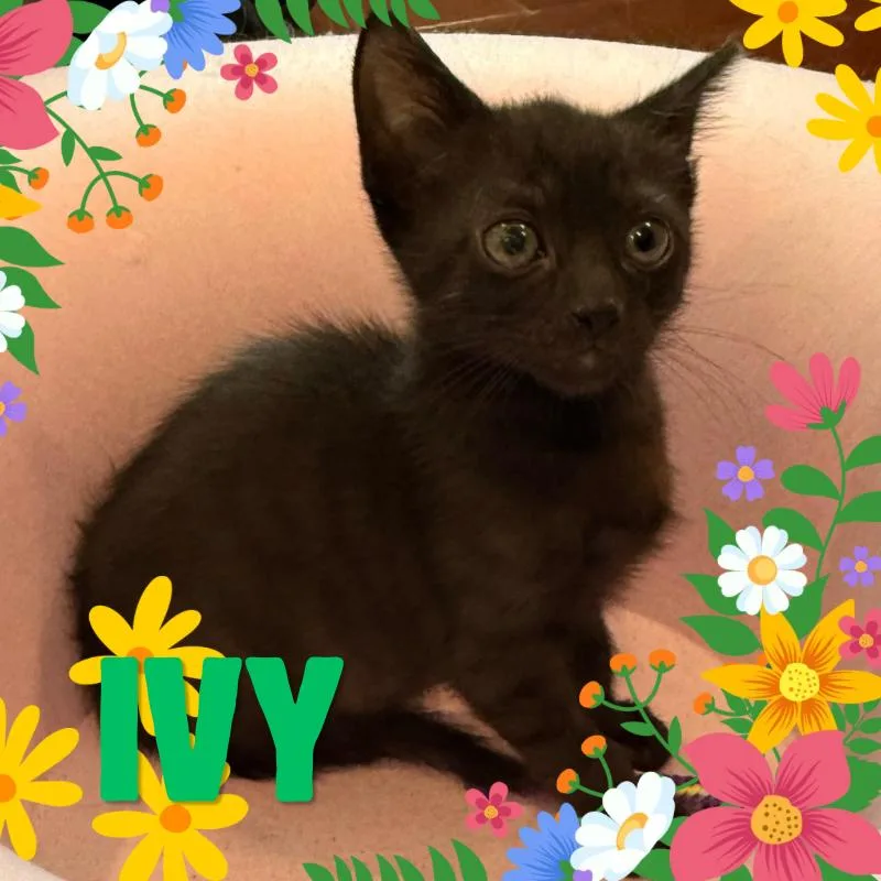 A baby small-sized female Black Domestic Short Hair cat named Ivy for adoption in Tustin, CA