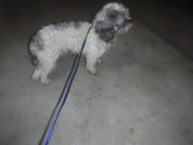 An adult medium-sized female Shih Tzu dog named Kim for adoption in Miami, FL