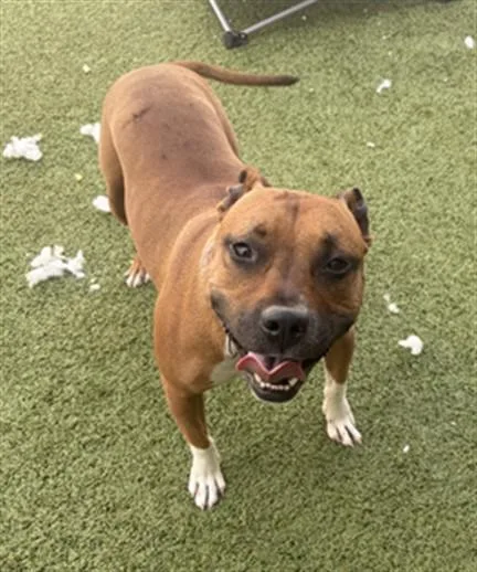 A young small-sized female Black Mouth Cur dog named Tillie for adoption in Toledo, OH