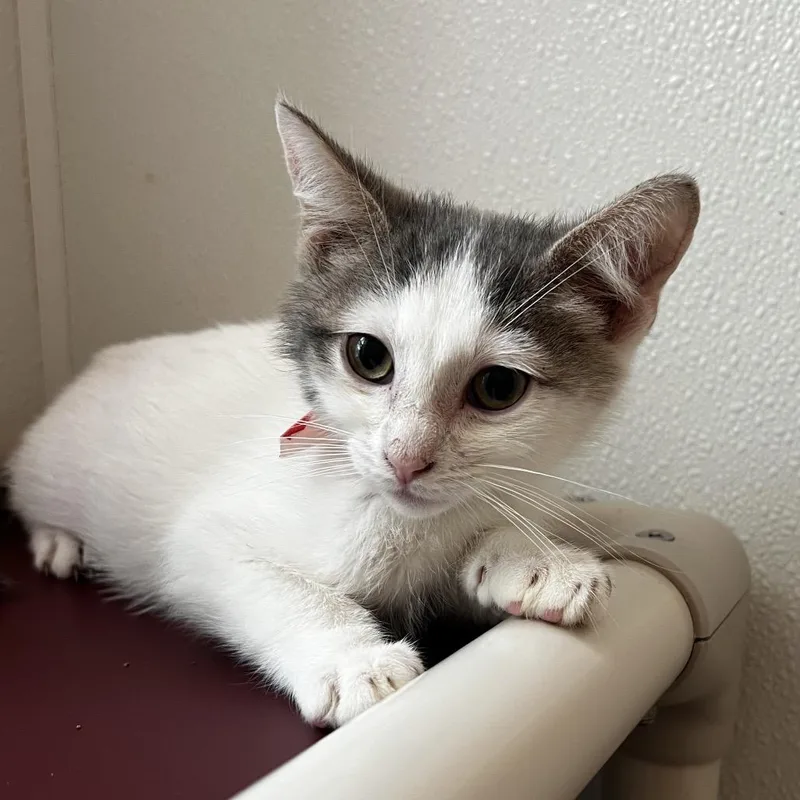 A baby small-sized male White Domestic Short Hair cat named Matthew Purry for adoption in Brighton, MO