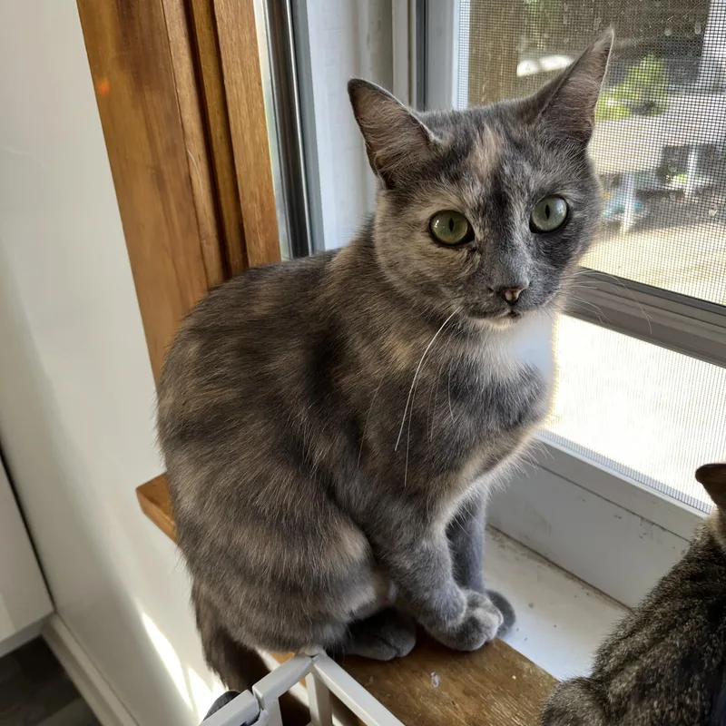 A young medium-sized female Domestic Short Hair cat named Papaya for adoption in Neenah, WI