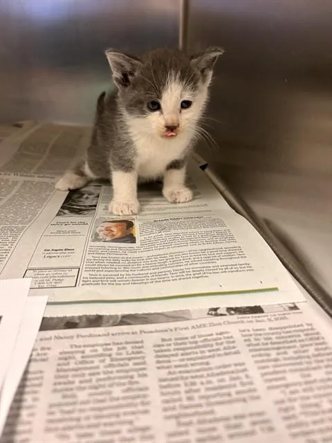 A baby small-sized male Domestic Short Hair cat named Luke for adoption in Riverside, CA