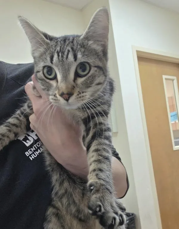 A young medium-sized female Domestic Short Hair cat named Dolly for adoption in Kennewick, WA