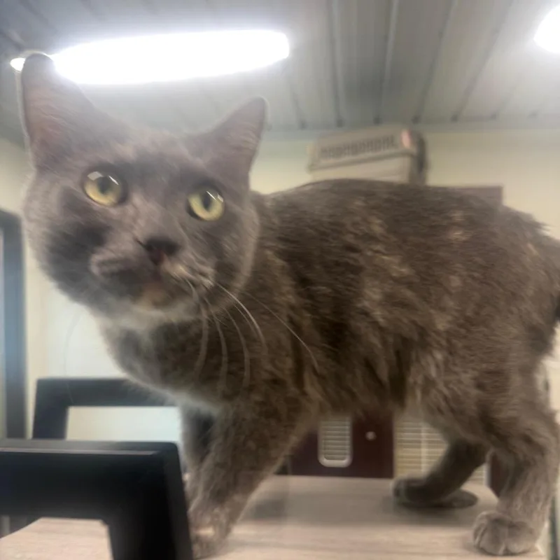 An adult medium-sized female Tortoiseshell Domestic Short Hair cat named Yolanda for adoption in Garfield, AR