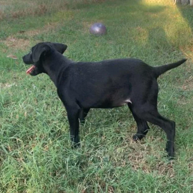 A baby medium-sized female Labrador Retriever dog named Marie for adoption in Medfield, MA