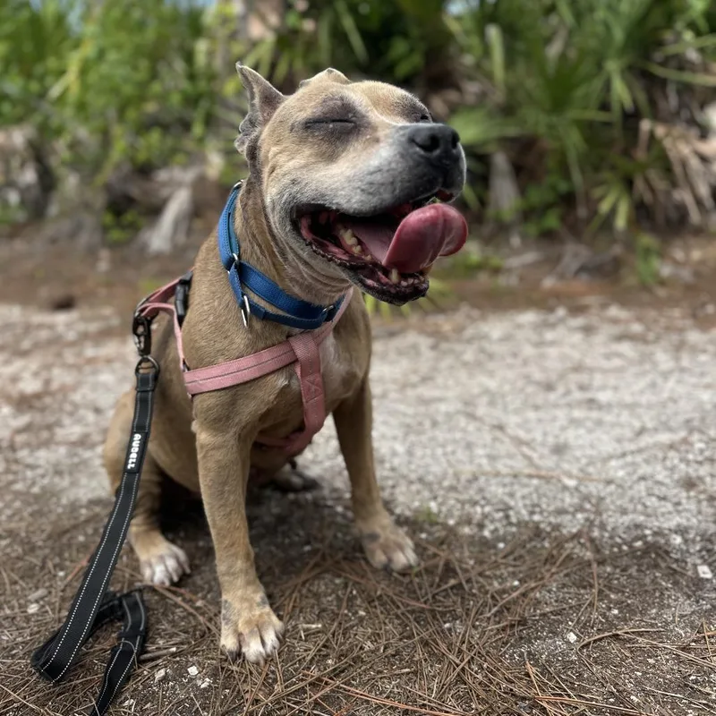 An adult medium-sized female Yellow / Tan / Blond / Fawn Pit Bull Terrier dog named Alana for adoption in Englewood, FL