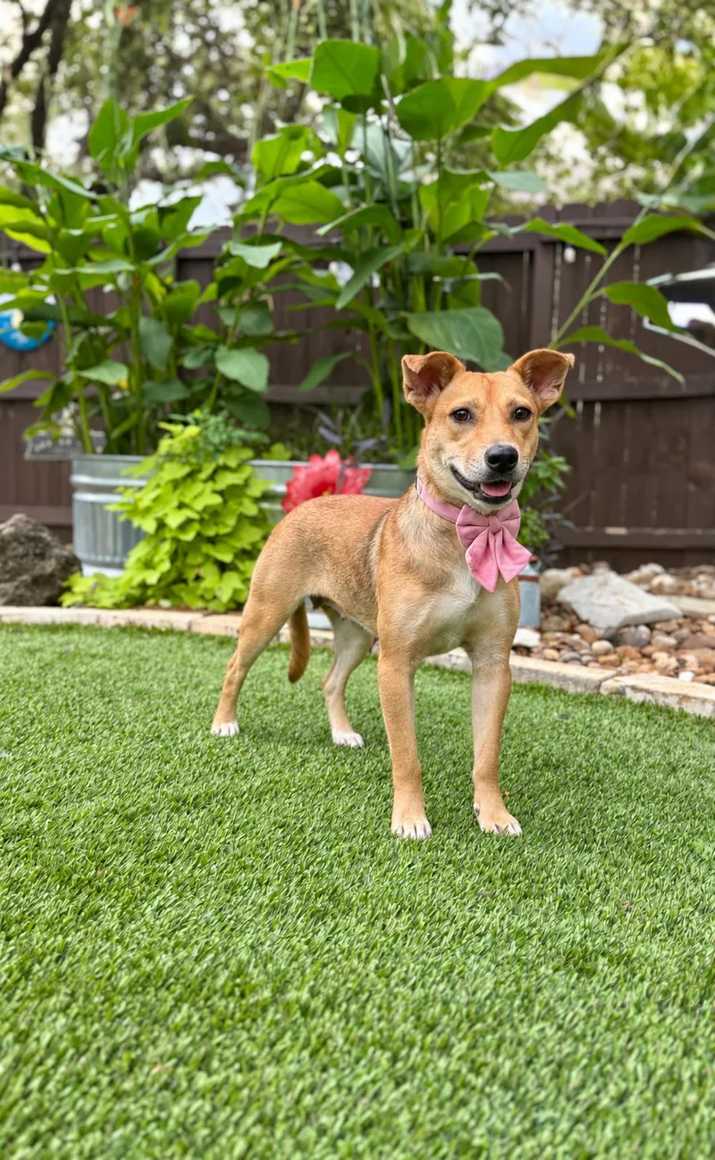 An adult medium-sized female Labrador Retriever dog named July for adoption in Brenham, TX