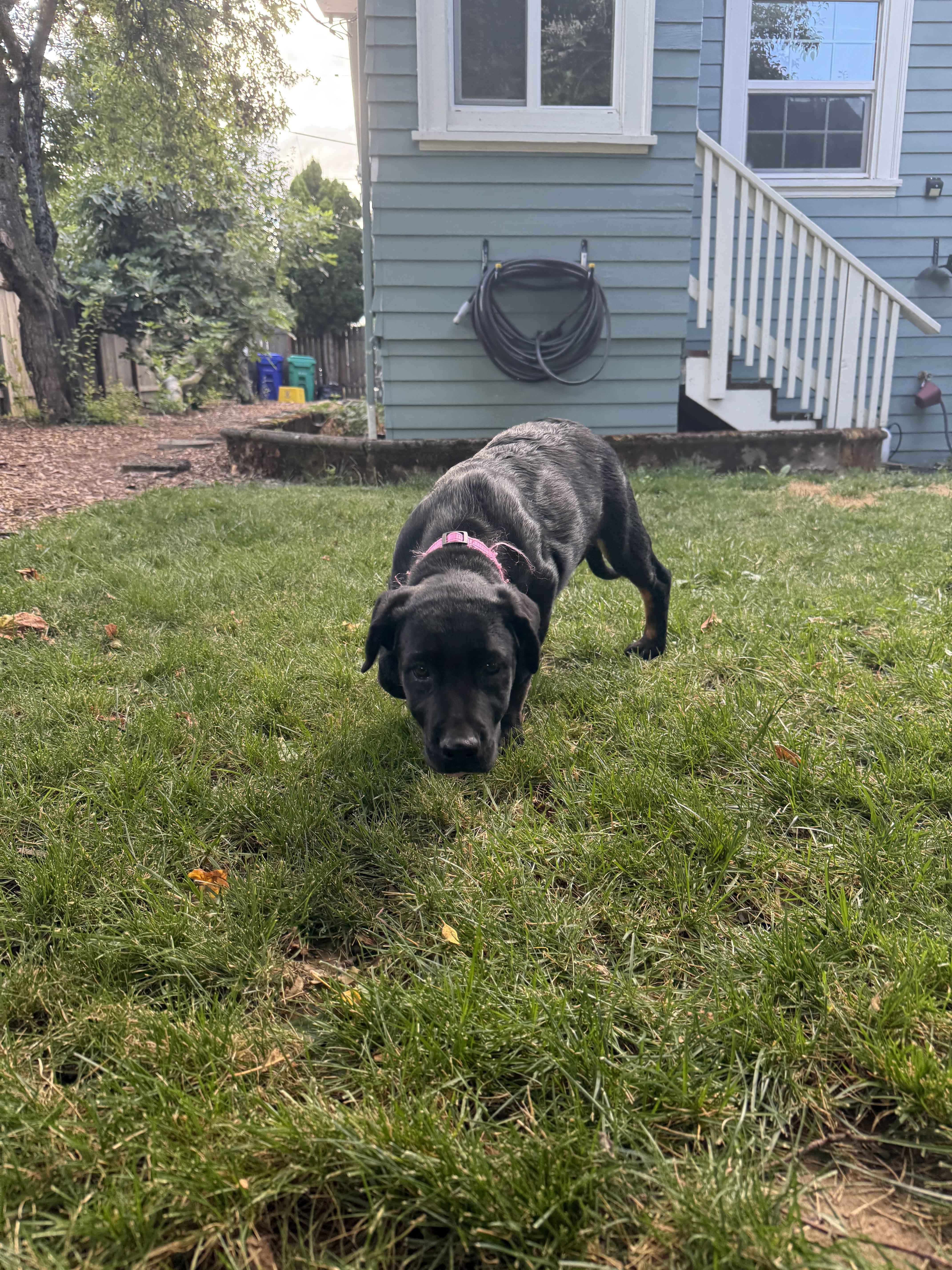 Bonnie