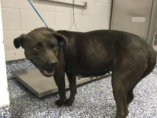 An adult medium-sized female Pit Bull Terrier dog named Lois for adoption in Thousand Palms, CA