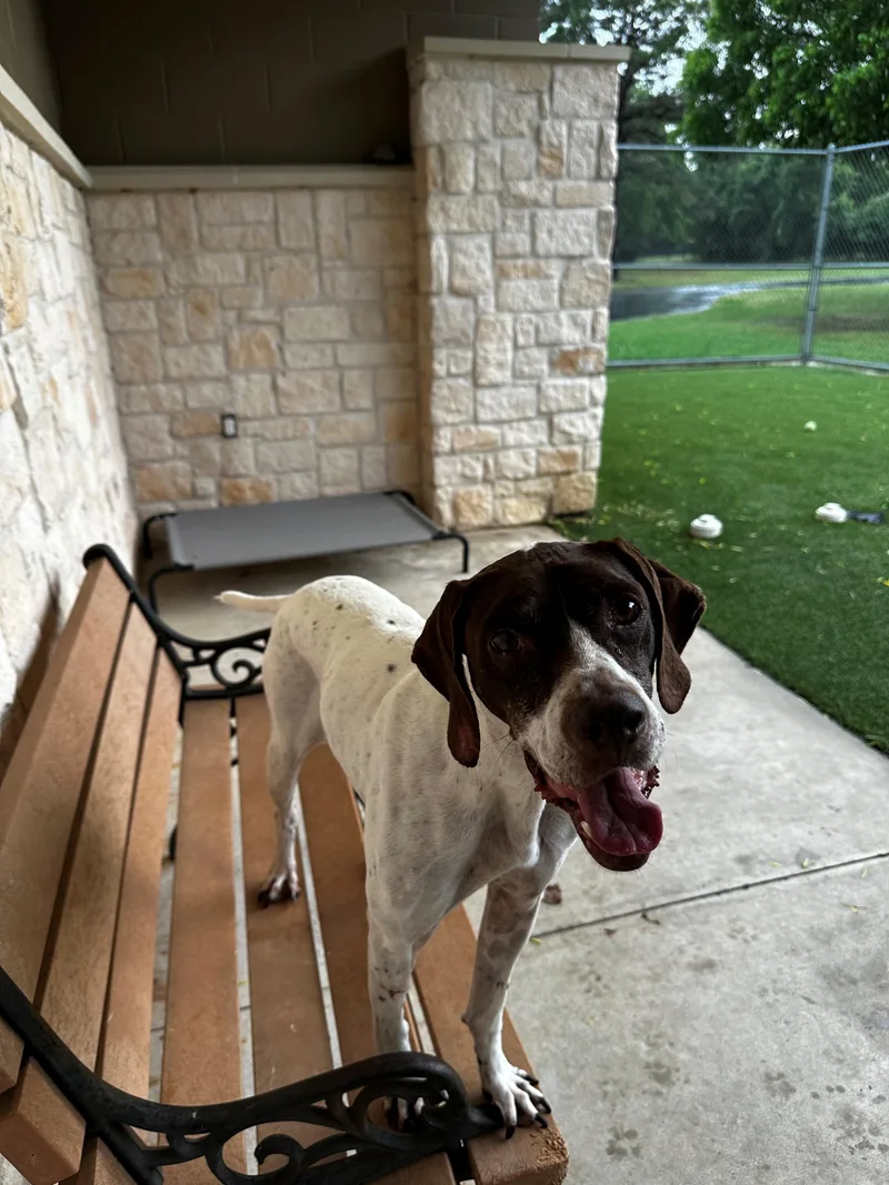An adult medium-sized female German Shorthaired Pointer dog named Ginger for adoption in Lake Dallas, TX