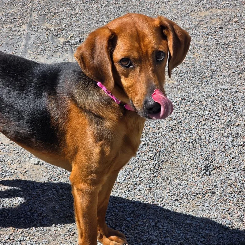 An adult medium-sized male Black Hound dog named Sherlock for adoption in Glenfield, NY
