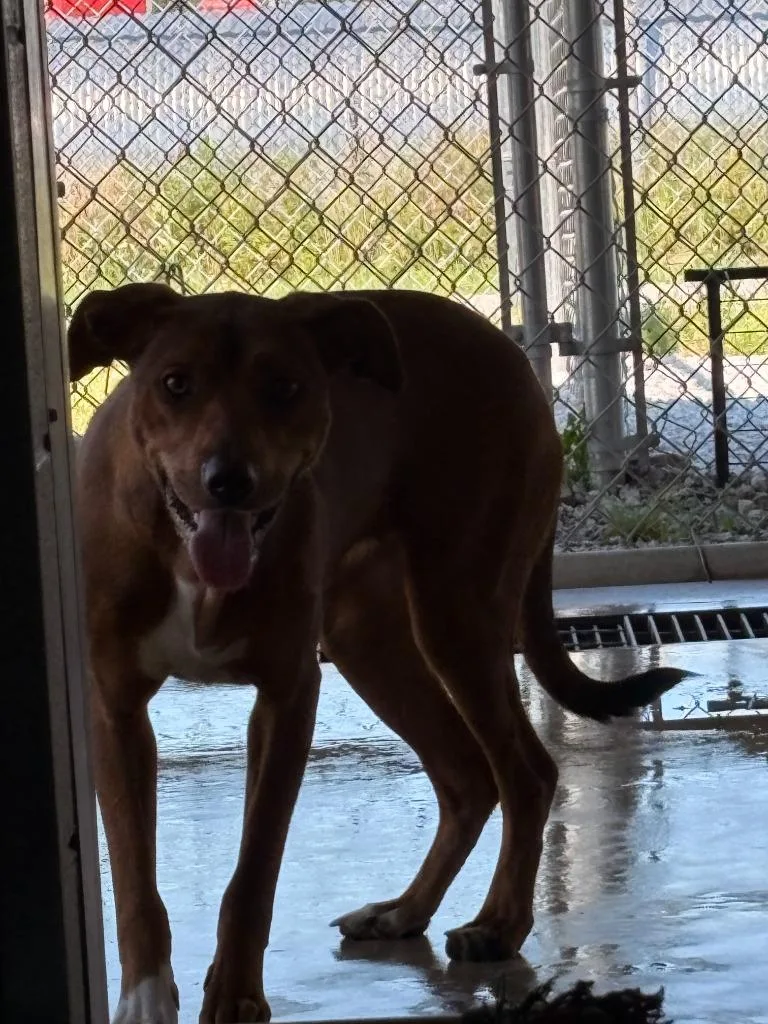A young large-sized female Mixed Breed dog named Dora for adoption in Rensselaer, IN
