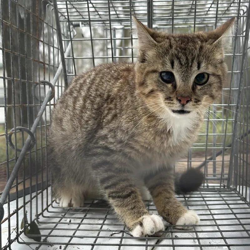 A baby medium-sized female Brown / Chocolate Domestic Short Hair cat named Banana Mania for adoption in Columbiana, AL