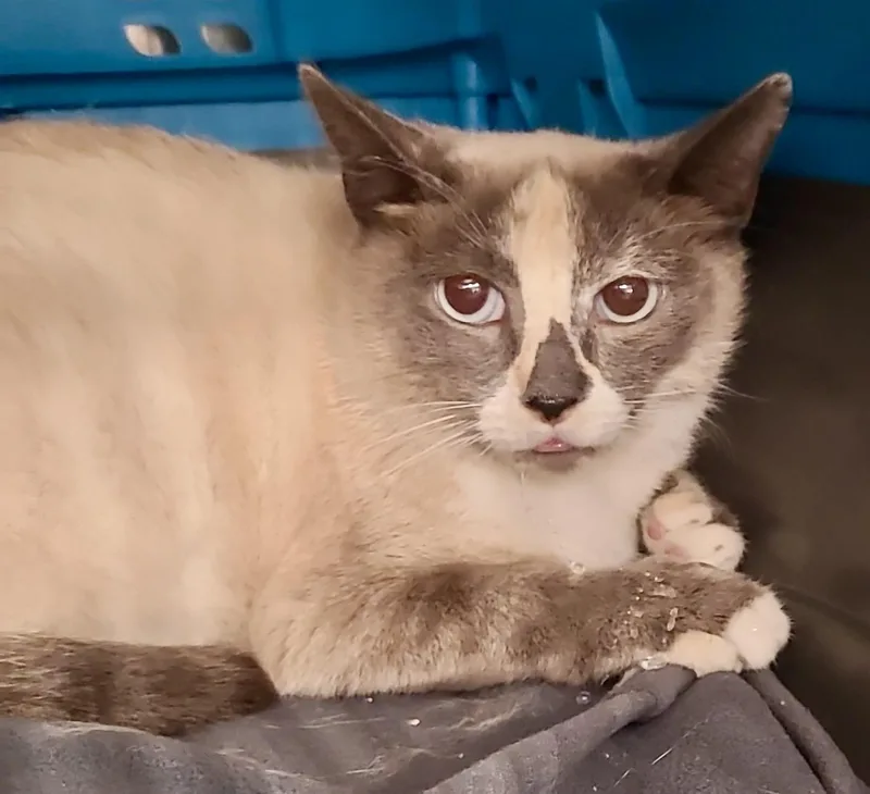 An adult medium-sized female Dilute Calico cat named Church Lady for adoption in San Juan Capistrano, CA
