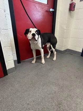An adult small-sized male Mixed Breed dog named Pudgy for adoption in West Chester, PA