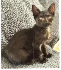 A baby small-sized female Black Domestic Short Hair cat named Stormi for adoption in Anoka, MN